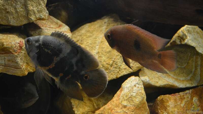 Hoplarchus psittacus im Aquarium halten (Einrichtungsbeispiele für Papageienbuntbarsche)