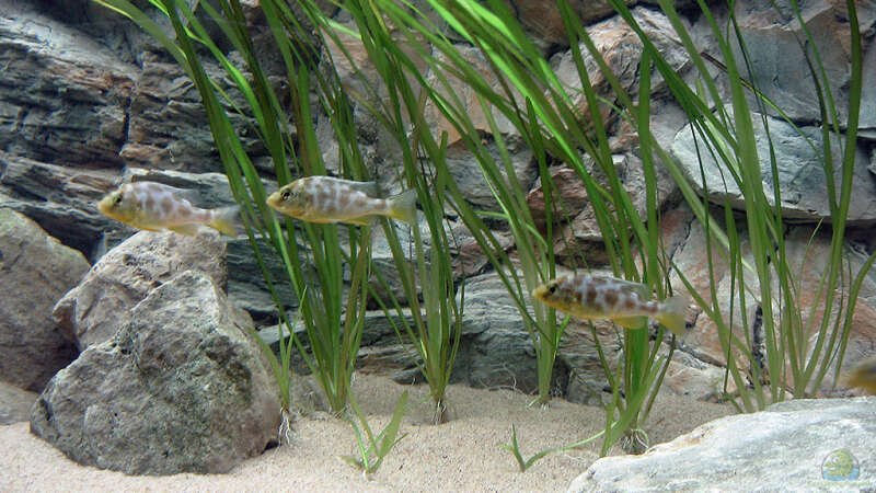 Nimbochromis venustus im Aquarium (Einrichtungsbeispiele mit Pfauenmaulbrüter)