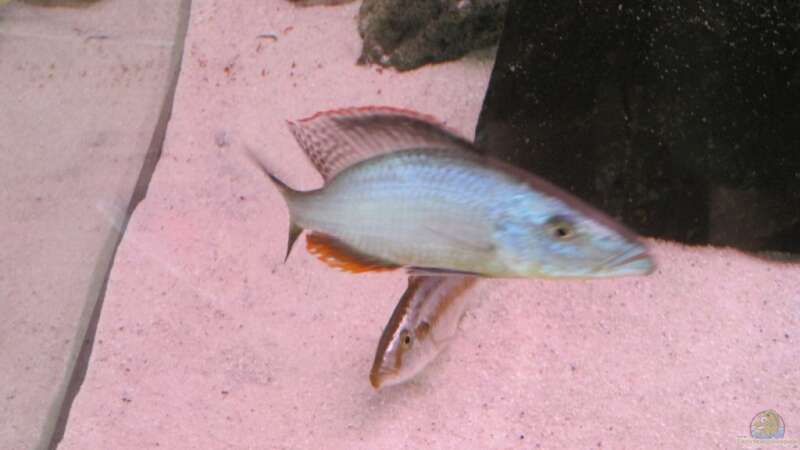 Einrichtungsbeispiele für Aquarien mit Dimidiochromis-Arten aus dem Malawisee