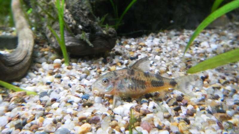 Corydoras paleatus von borellii (20)