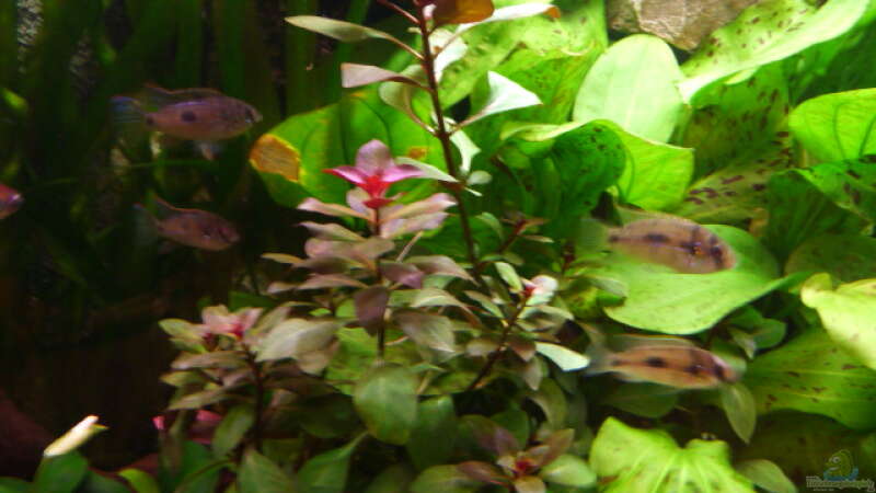 Pflanzen im Aquarium Gesellschaftsbecken Amazonas/Kongo von Hot Chili (5)