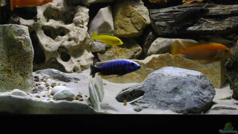 Sciannochromis fryeri Ahli von Stefan Link (8)