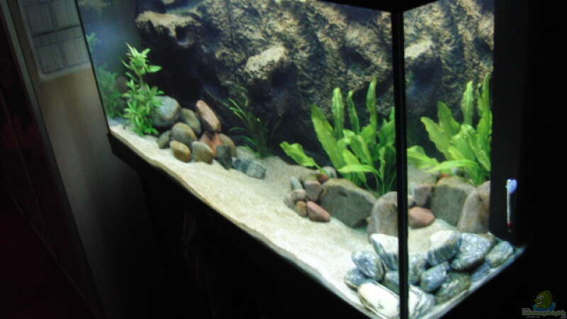 Aquarium Becken 17837 von Alex_085 (3)