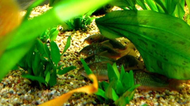 Aquarien mit Corydoras splendens (Einrichtungsbeispiele mit Smaragdpanzerwels)