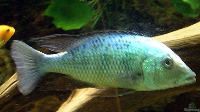 Fossorochromis rostratus von Bernd Niehoff (33)