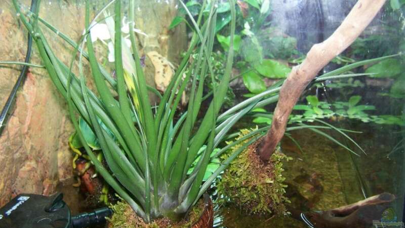 Pflanzen im Aquarium Guppybach-Paludarium - einheimische Guppies von schnitzler (25)