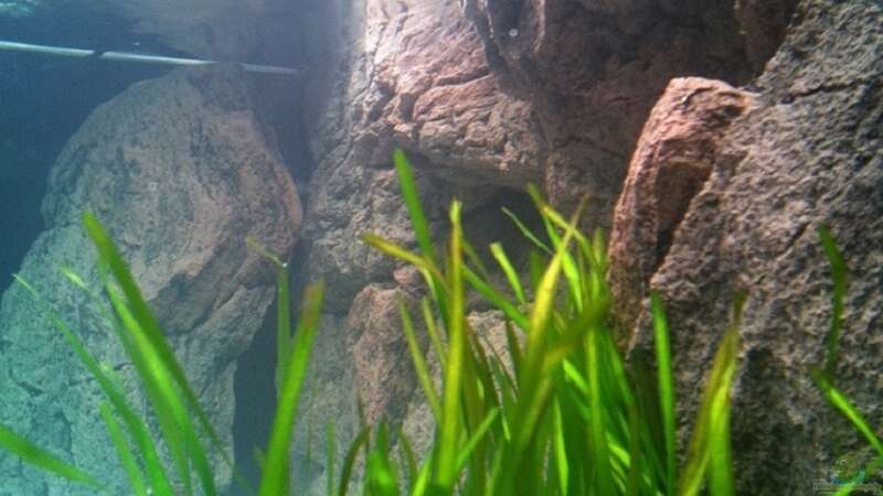 Pflanzen im Aquarium Malawi sandy shore(Nur noch als Beispiel) von TheToxicAvenger (7)