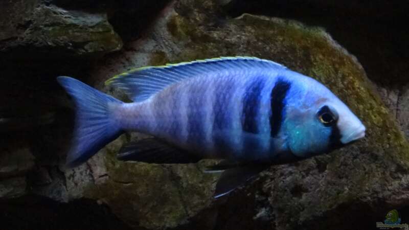 Placidochromis electra von TheToxicAvenger (33)