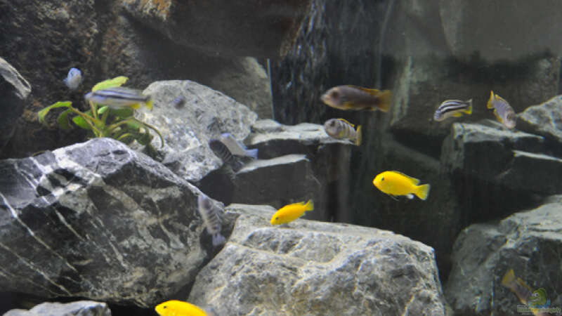 Labidochromis Caeruleus Yellow von SirHawkman (8)