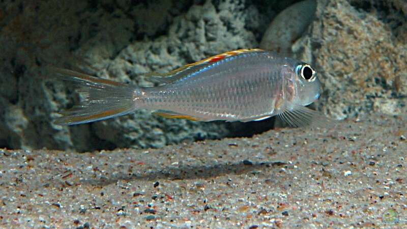 Xenotilapia nigrolabiata im Aquarium (Einrichtungsbeispiele für Xenotilapia red princess)