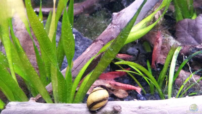 Neocaridina davidi im Aquarium (Einrichtungsbeispiele für Rückenstrichgarnelen)