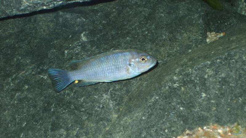 Pflanzen im Aquarium Becken 18425 von Crenii (15)