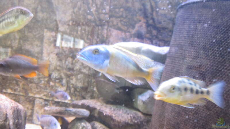 Buccochromis rhoadesii von Manfred Meyer (28)