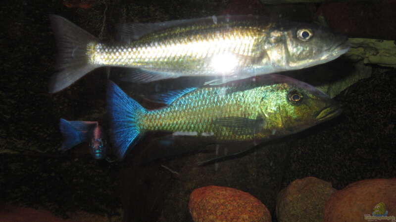 Champsochromis caeruleus + Fossochromis Rostratus von Manfred Meyer (38)