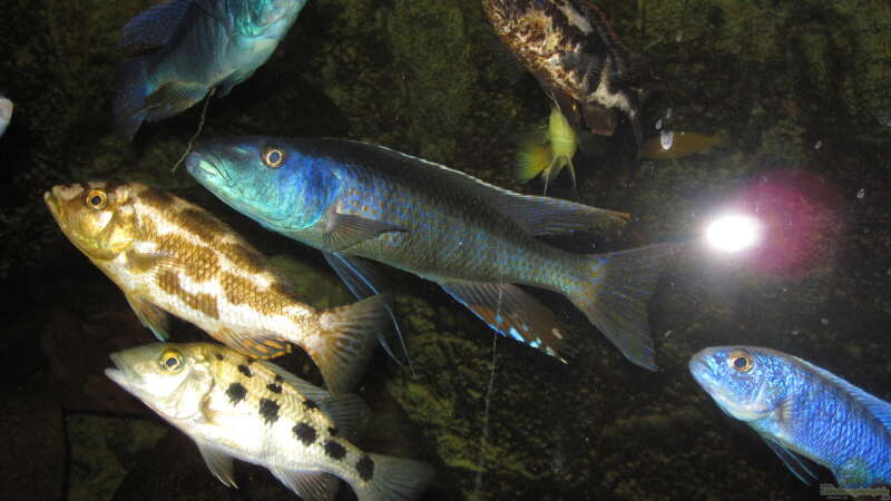 Einrichtungsbeispiele für Aquarien mit Champsochromis-Arten