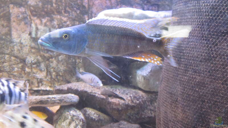 Champsochromis caeruleus von Manfred Meyer (34)