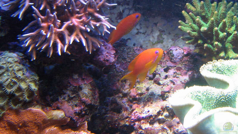 Aquarien mit Pseudanthias squamipinnis (Juwelen Fahnenbarsch)