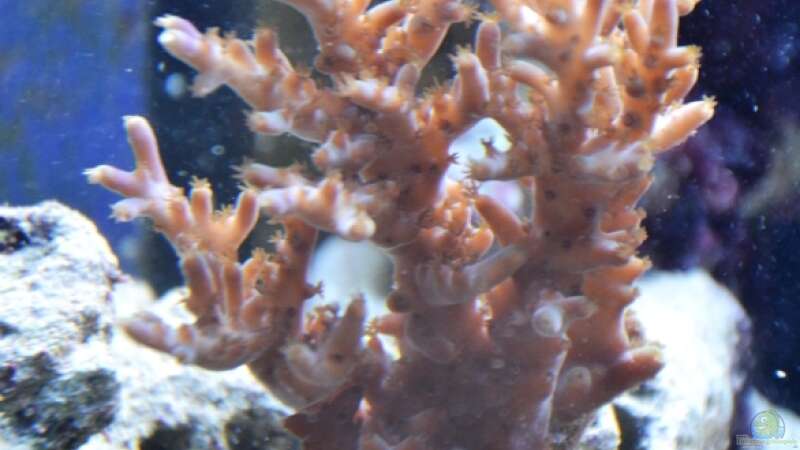 Aquarien mit Steinkorallen der Gattung Acropora