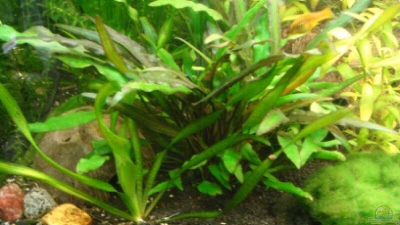 Aquarien mit Cryptocoryne lucens (Schmalblättriger Nevelli-Wasserkelch)