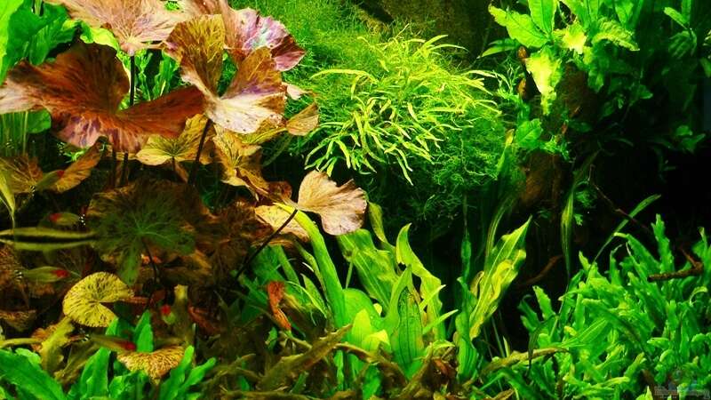 Pflanzen im Aquarium Mein Diskusbecken (aufgelöst) von Der Nicky (28)