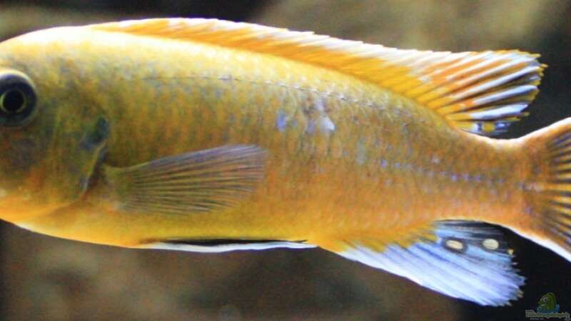 Labeotropheus trewavase ´Chilumba´ Männchen von Zerta (22)