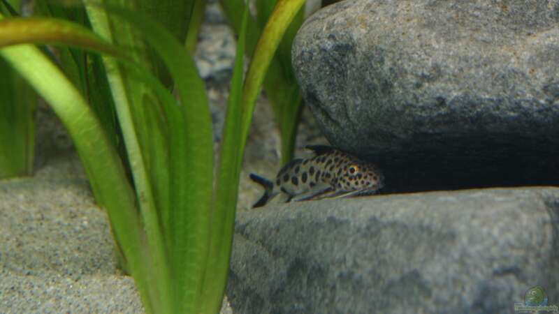 Aquarien mit Synodontis-Arten (Fiederbartwelse)