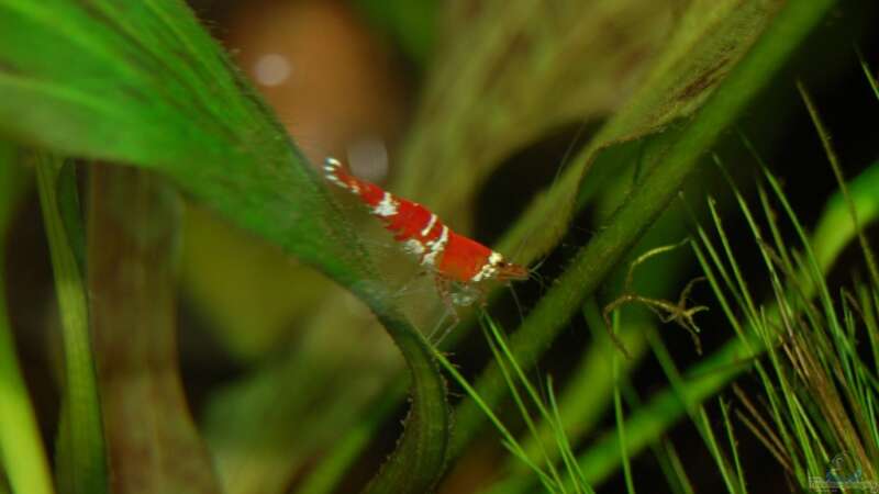 Crystal Red Garnele von Sven Seibert (7)