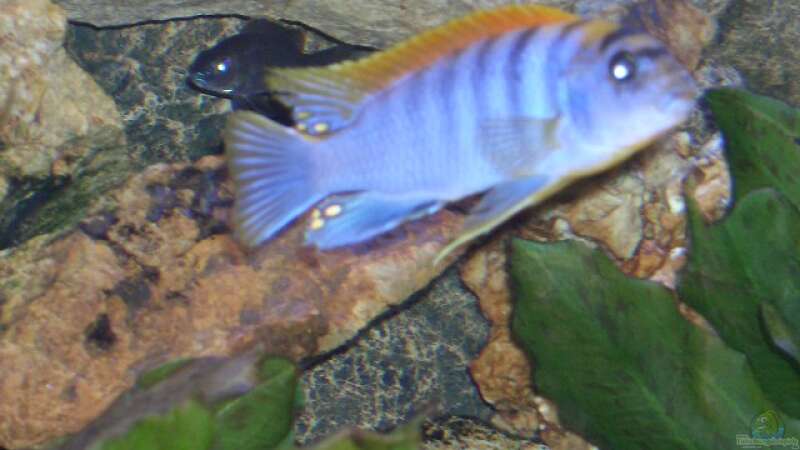 Labidochromis Hongi m von Matthias Schmidt (10)