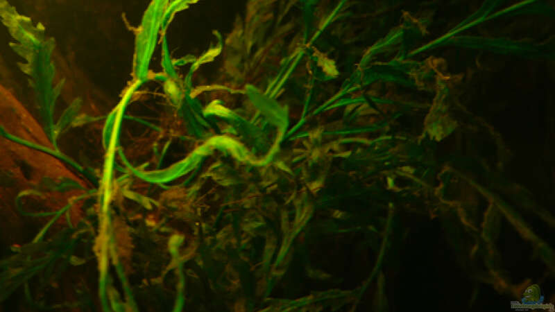 Pflanzen im Aquarium Dicrossus von Cichlid Power (15)