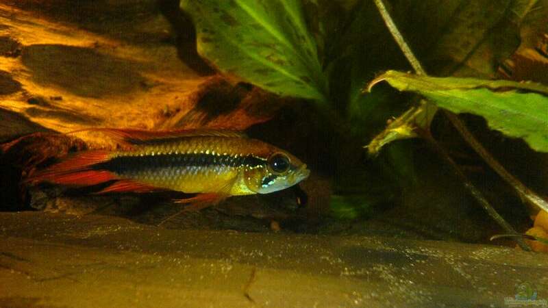 Apistogramma agassizii m. von Mario Max (12)