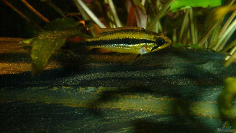 Apistogramma agassizii w. von Mario Max (13)