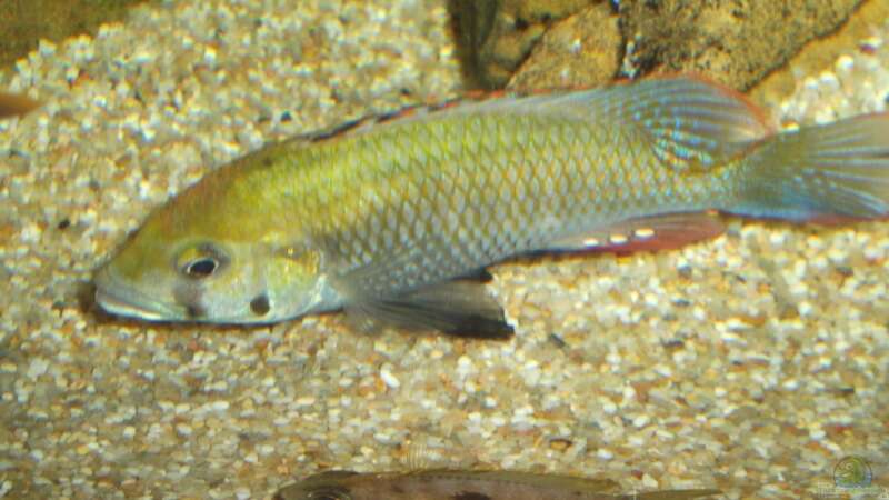 Astatotilapia calliptera Male von Esslinger (14)