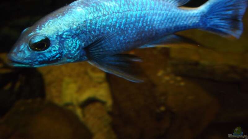 Einrichtungsbeispiele für Aquarien mit Sciaenochromis-Arten