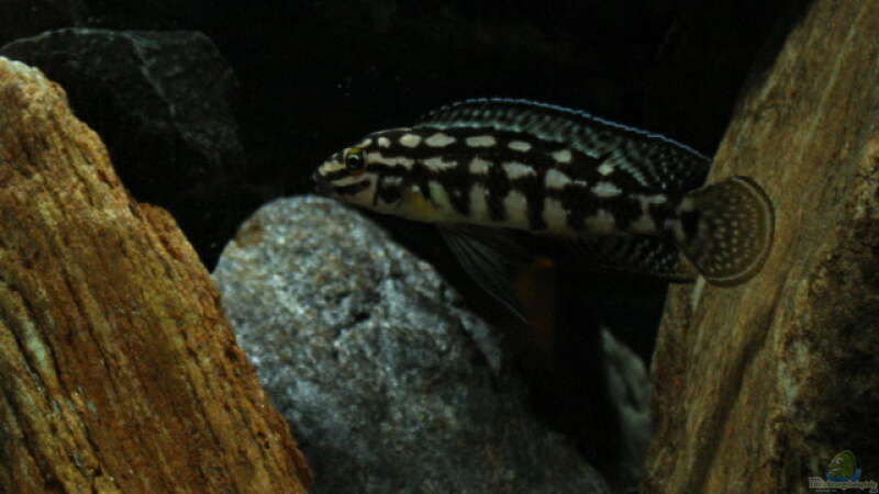 Julidochromis marlieri von Reiter Hannes (7)