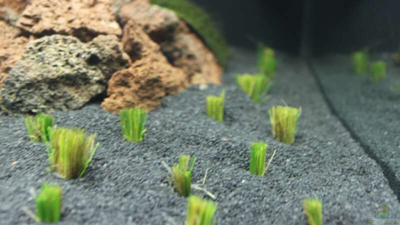 Eleocharis acicularis im Aquarium oder Gartenteich (Einrichtungsbeispiele mit Nadelsimse)