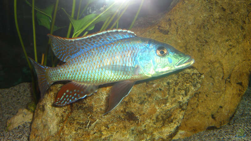 Einrichtungsbeispiele für Lichnochromis acuticeps