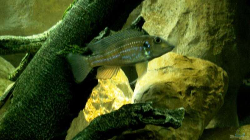 Aquarien mit Gnathochromis permaxillaris (Staubsauger-Cichlide)