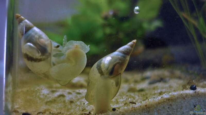 Einrichtungsbeispiele für Aquarien mit Blasenschnecken (Physidae)