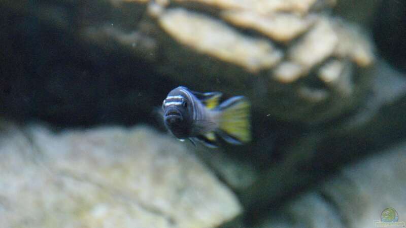 Pseudotropheus elongatus mpanga M von Frank Wollenburg (35)