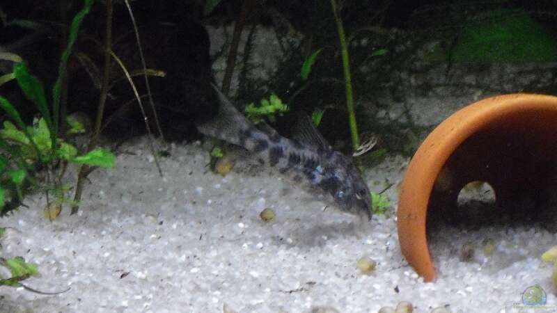 Corydoras Paleatus von Julia (6)