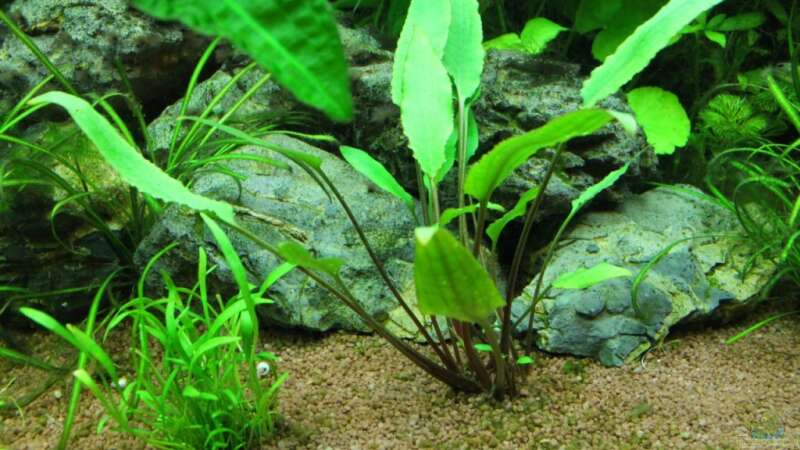 Cryptocoryne walkeri im Aquarium pflegen (Einrichtungsbeispiele für Walkers Wasserkelch)