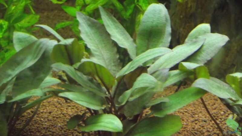 Cryptocoryne wendtii ´tropica´ von Dr. Manhattan (12)