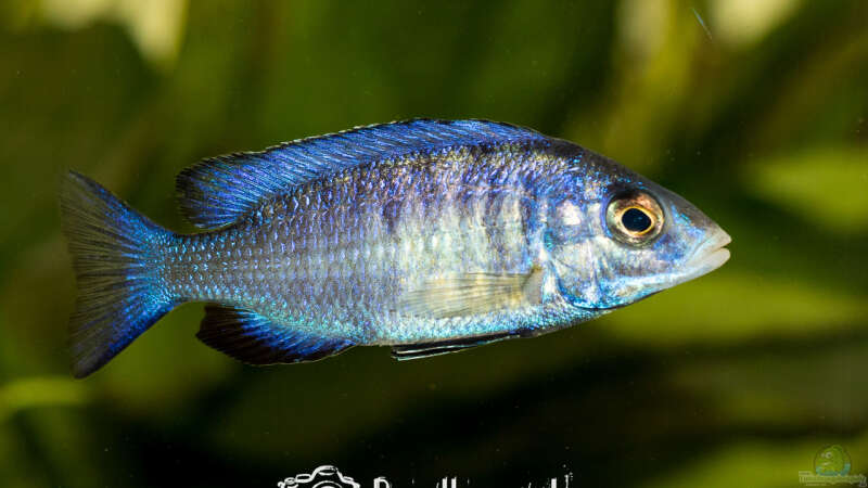 Placidochromis Phenochilus Mdoka White Lips (m?) von Martin Pröll (13)