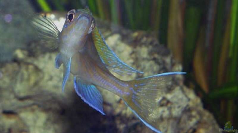 Paracyprichromis nigripinnis Blue Neon von Dirk Lehmann (21)