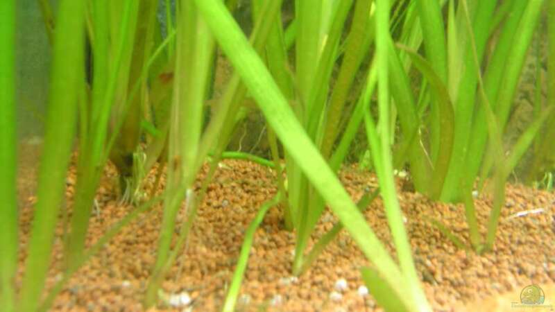 Pflanzen im Aquarium Red Stones von Die Juli (22)