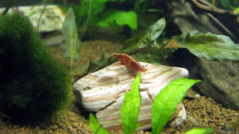 Aquarien mit Red Fire Garnelen (Neocaridina heteropoda)