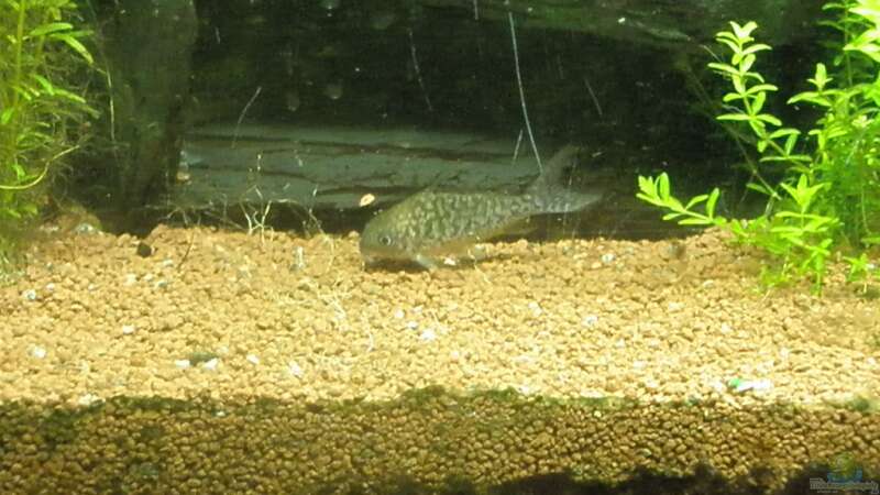 Besatz im Aquarium Amazonas City von Johann Schlarmann (18)