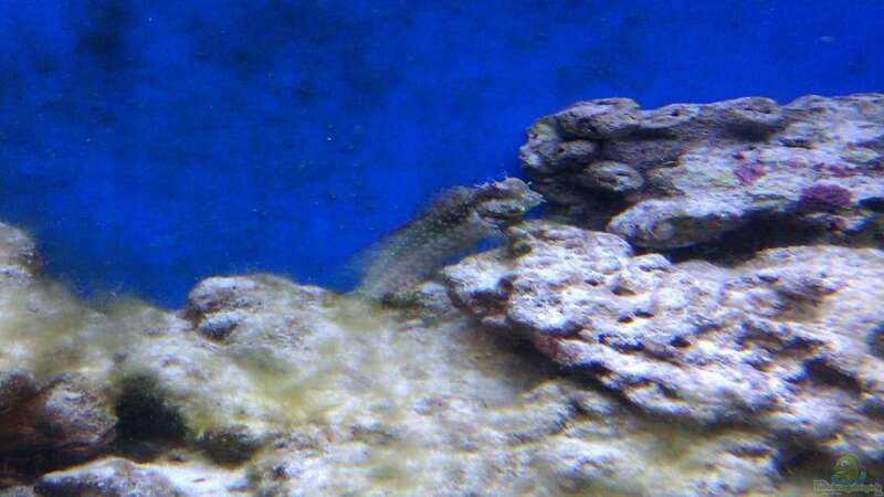 Mein Algenblenny Salarias Fasciatus . Namens Knut    von Rene Rohrer (10)