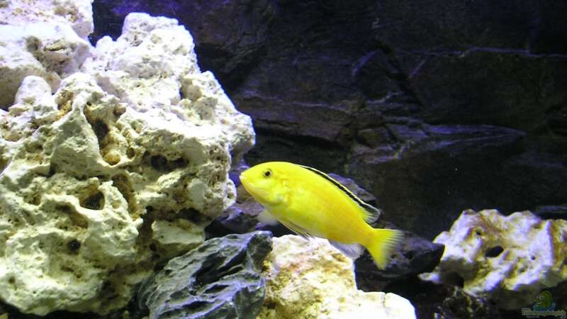 Lb.caeruleus spec. Yellow Weibchen von Florian Geittner (10)