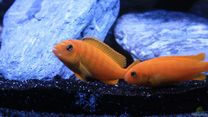 Pseudotropheus saulosi von skipper1202 (13)